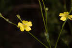 Florida yellow flax